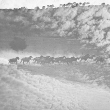 Palo Alto 'Running Herd with Superimposed Sky'