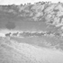 Animal in Motion