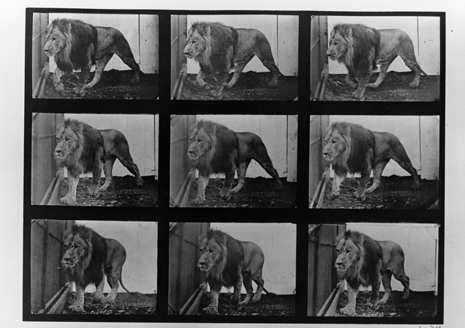 'Lion Walking, copyright Kingston Museum and Heritage Service, 2010'